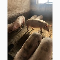 Продаи свиней, жывым весом