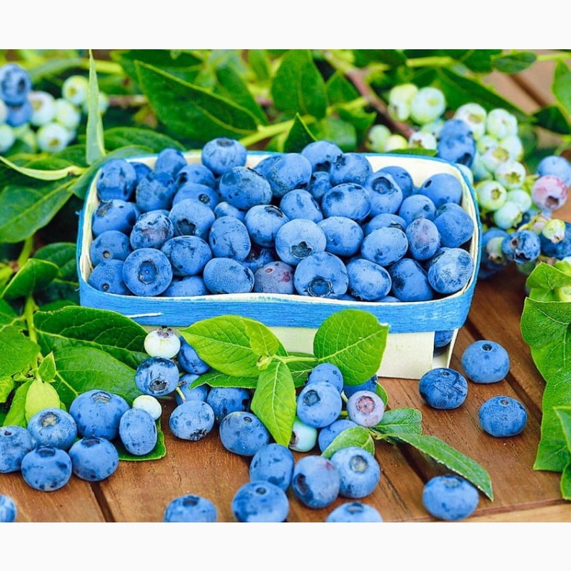 Голубика фото ягода полезные свойства