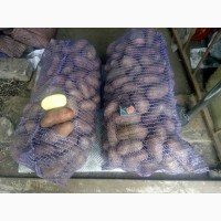 Продам ранню насіннєву картоплю Еволюшин