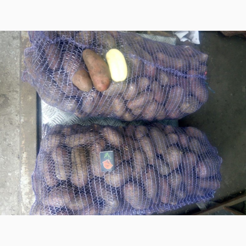 Фото 2. Продам товарну картоплю Еволюшин