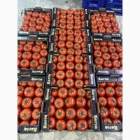 Продам помидор (сетевое качество)
