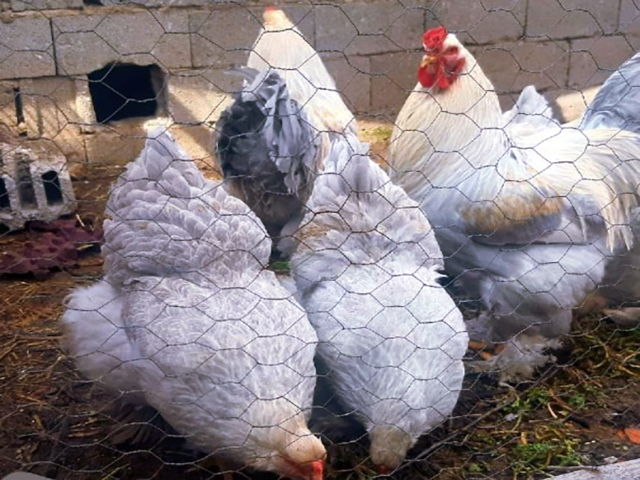 Фото 5. Інкубаційне яйце (курчата). Кохінхін: ізабелла, золото, блакитний
