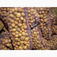 Продам посадкову картоплю, сорт Арізона