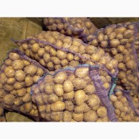 Продам посадкову картоплю, сорт Арізона