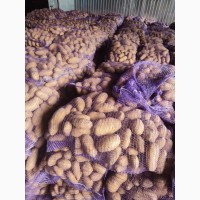 Картопля Гранада, Арізона, Мелоді, Коломба