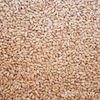 Продам насіння ярої пшениці Зелма