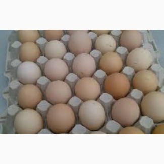 Продам інкубаційне яйце кобб 500