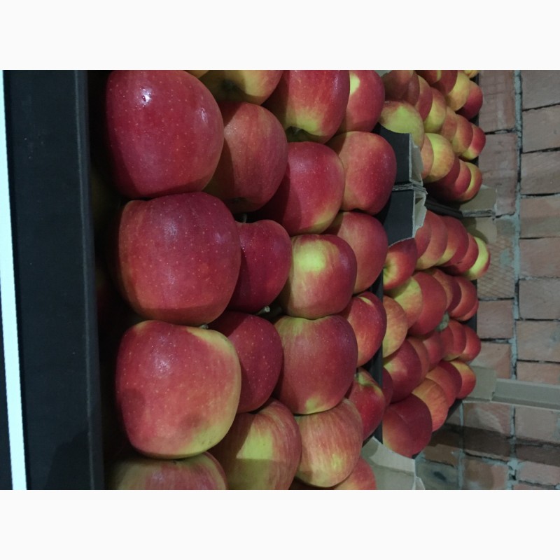 Фото 3. Продам яблуко.Якісне.Експорт.Обєм