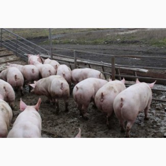 Продаж свиней живою вагаю домашні