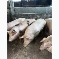 Продаж свиней живою вагаю домашні