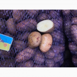 Продам картоплю насіннєву ТІРАС «Е»