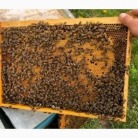 Продам бджолопакети 2024