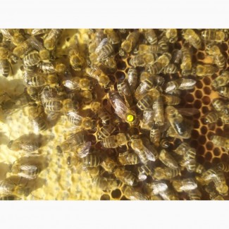 Продам бджоломатки Карніка