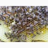 Продам бджоломатки Карніка