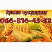 Закуповую Кукурудзу в будь яких обсягах!Оплата на вагах