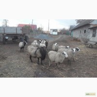 Продам Вівці Романівської породи)