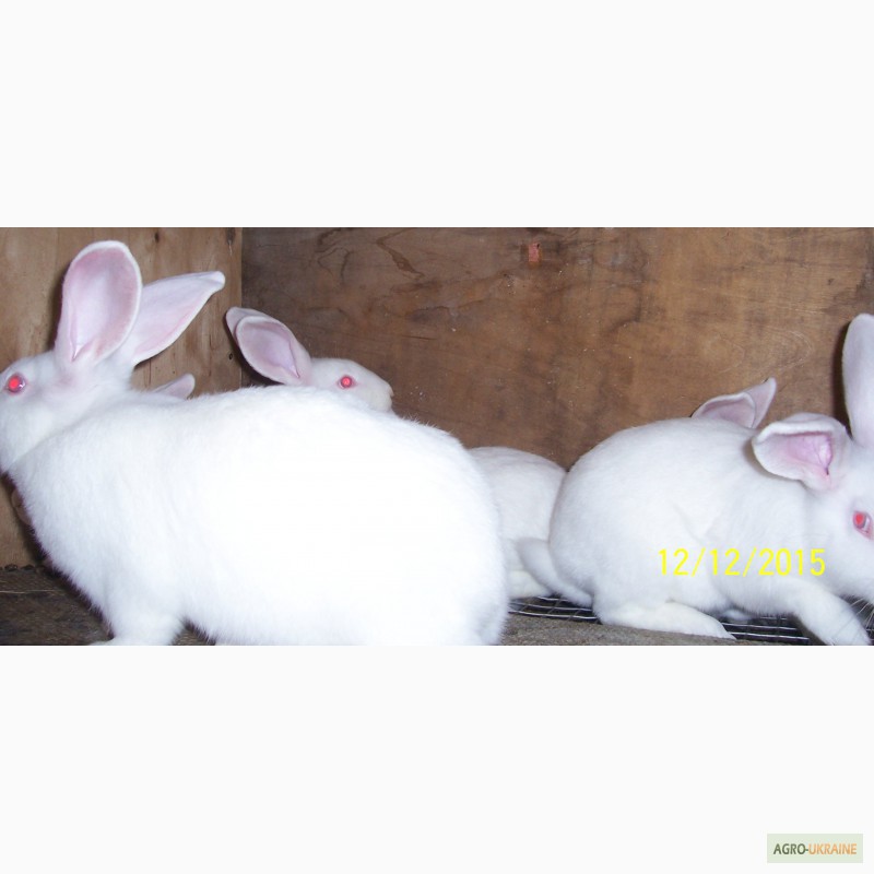 Фото 2. Продам кролів породи термонська біла