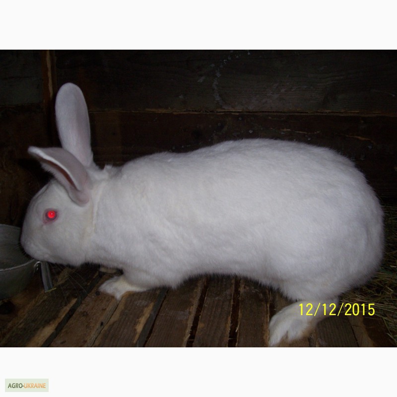 Фото 3. Продам кролів породи термонська біла