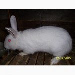 Продам кролів породи термонська біла