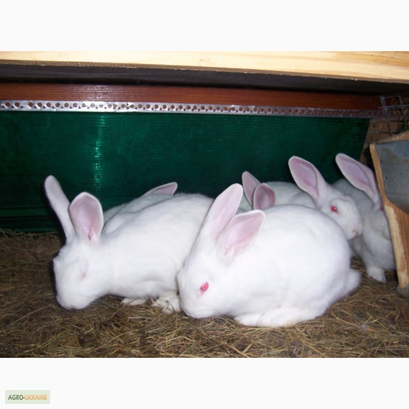 Фото 4. Продам кролів породи термонська біла