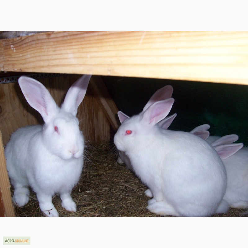 Фото 5. Продам кролів породи термонська біла