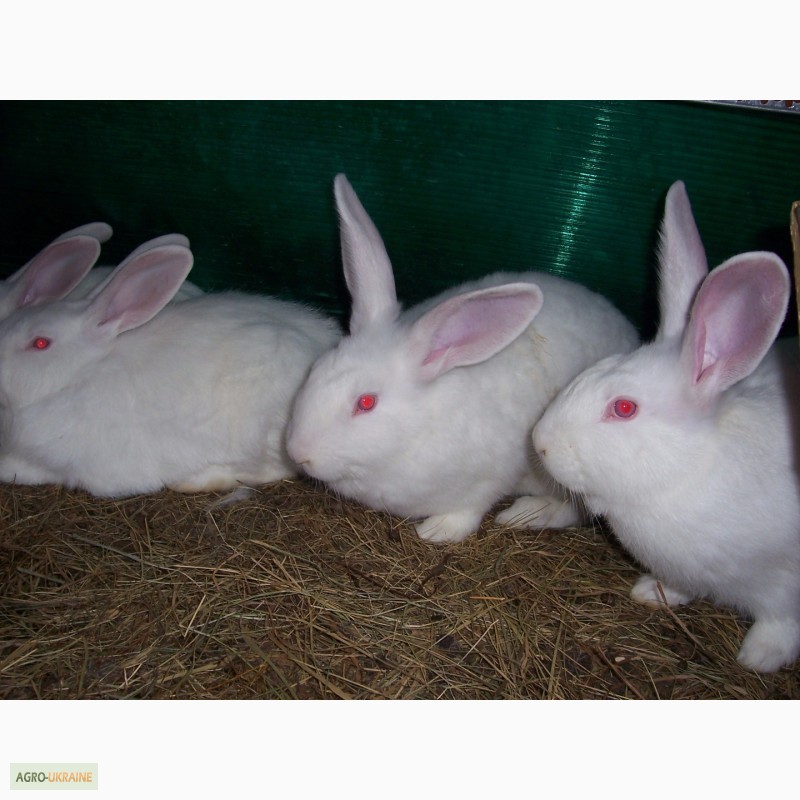 Фото 6. Продам кролів породи термонська біла