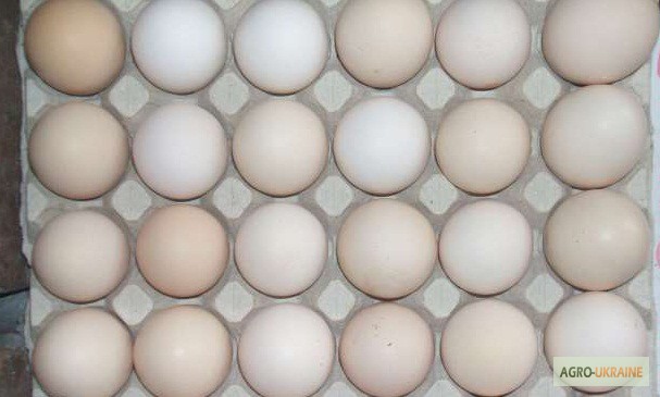 Кремовые яйца. Яйцо кремовое. Яйца кремового цвета. Яйца кремовые какие. Яйца кремового цвета в пластике.