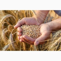 Закупим пшеницю, кукурузу