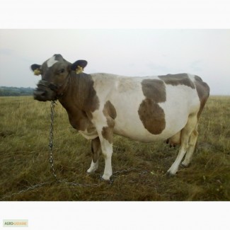 Продам корову 8 р