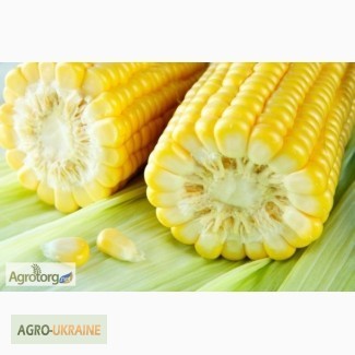 Підприємство закуповує кукурудзу врожаю 2016 року по всій Україні