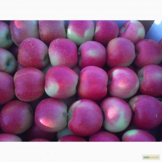 Фермерське господарство Агросад + пропонує яблука на продаж. Урожай 2016 року