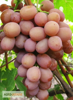 Фото 13. Продам саженцы винограда элитных сортов