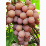Продам саженцы винограда элитных сортов