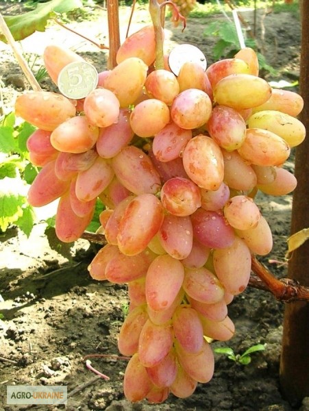 Фото 16. Продам саженцы винограда элитных сортов