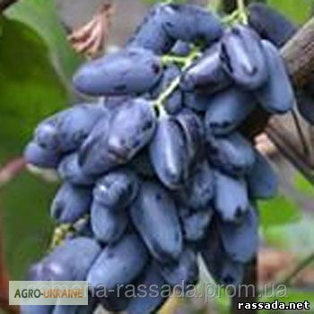 Фото 17. Продам саженцы винограда элитных сортов