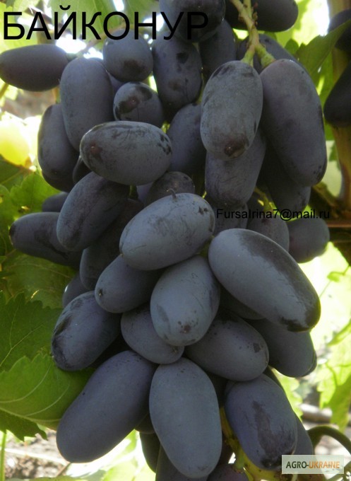 Фото 18. Продам саженцы винограда элитных сортов