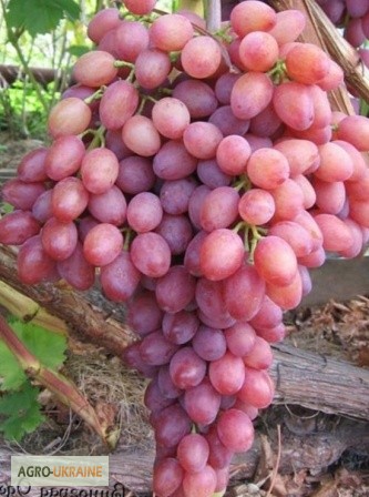 Фото 2. Продам саженцы винограда элитных сортов