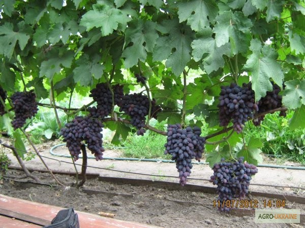Фото 20. Продам саженцы винограда элитных сортов