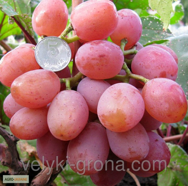 Фото 3. Продам саженцы винограда элитных сортов