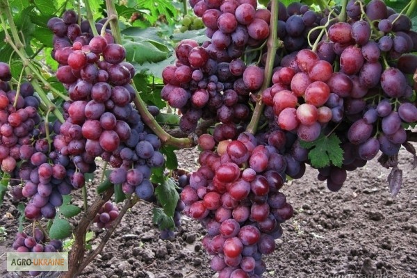 Фото 5. Продам саженцы винограда элитных сортов