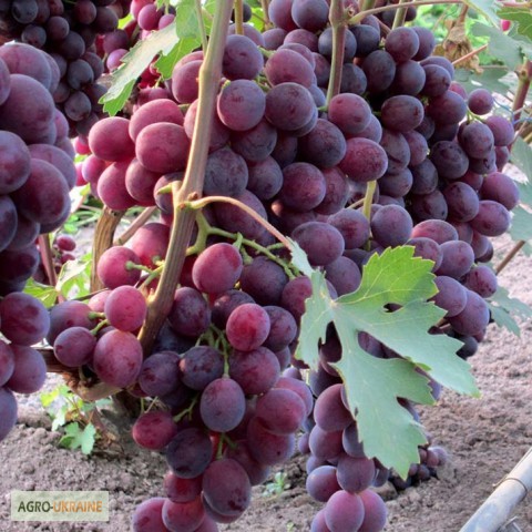 Фото 8. Продам саженцы винограда элитных сортов