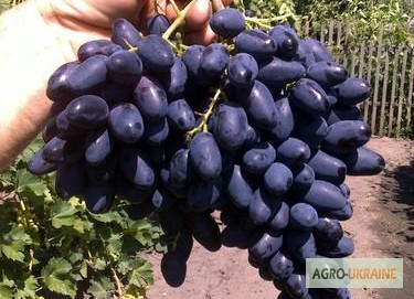 Фото 9. Продам саженцы винограда элитных сортов