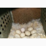 Инкубационное яйцо Шоколадной мускусной утки