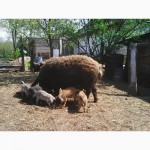 Венгерська Мангалиця: хряк, свиноматки, підсвинки і поросята