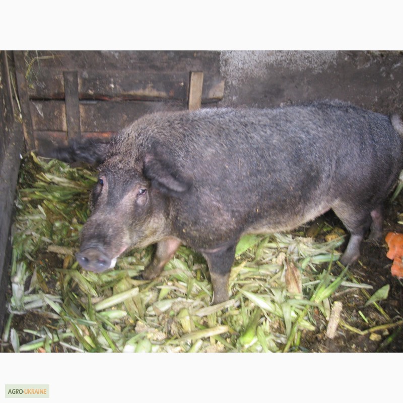 Фото 5. Венгерська Мангалиця: хряк, свиноматки, підсвинки і поросята