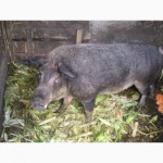Венгерська Мангалиця: хряк, свиноматки, підсвинки і поросята