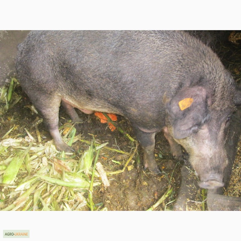 Фото 7. Венгерська Мангалиця: хряк, свиноматки, підсвинки і поросята
