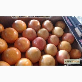 Томаты, перец, мандарины, виноград поставки из Турции