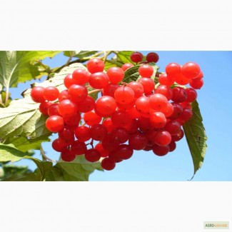 Калина ягода 50 грамм