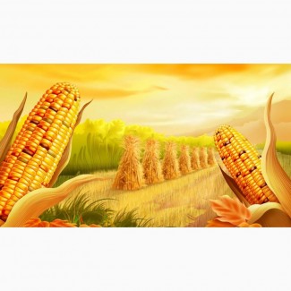 Принимаем сельхозпродукцию по всем регионам Украины (Кукурузу)Оптом